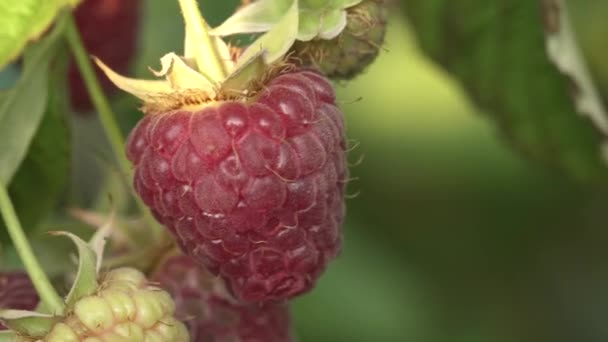 Granja Bayas Frambuesas Maduras Arbusto Macro Tiro — Vídeos de Stock