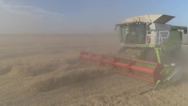 Повітря Сільськогосподарська Робота Комбайн Збирає Урожай Пшениці — стокове відео