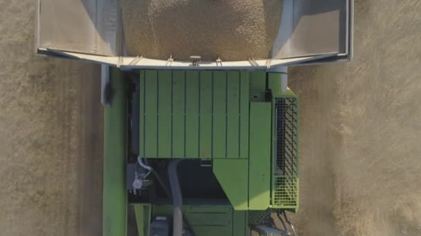 Antenne Landwirtschaftliche Arbeit Mähdrescher Sammelt Die Weizenernte Ein — Stockvideo