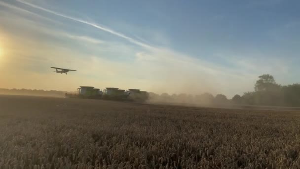 Flugzeug Fliegt Zur Erntezeit Über Feld Mit Reifem Weizen — Stockvideo