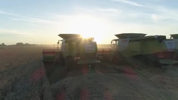 Aérea Trabajo Agrícola Combina Cosechadora Recoge Cosecha Trigo — Vídeos de Stock