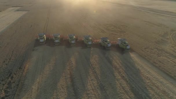Повітря Сільськогосподарська Робота Комбайни Збирають Урожай Пшениці — стокове відео