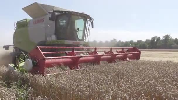 農業労働 収穫者を組み合わせることで小麦作物を集める — ストック動画
