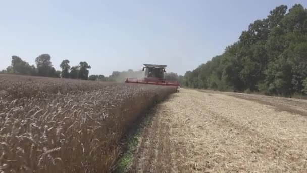 農業労働 収穫者を組み合わせることで小麦作物を集める — ストック動画