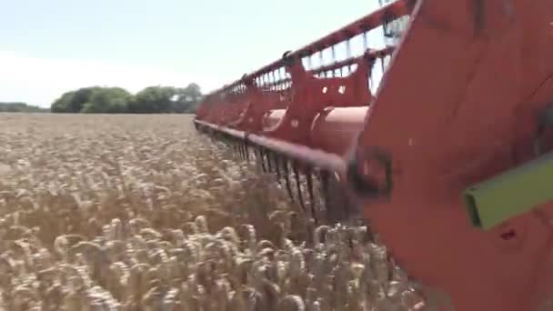 Trabajo Agrícola Combinar Cosechadora Recoge Cosecha Trigo — Vídeos de Stock