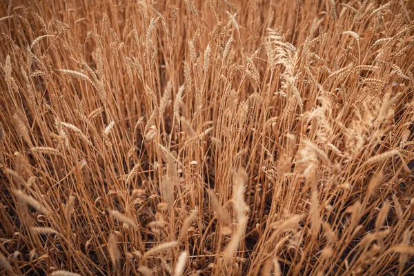 Obrovské Pšeničné Pole Kukuřičné Pole Při Západu Slunce — Stock fotografie