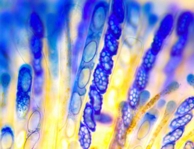 Portakal Kabuğu Mantarı (Aleuria aurantia) - yenilebilir