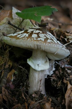 Gri Benekli Amanita (Amanita Excelsa) - yenilebilir