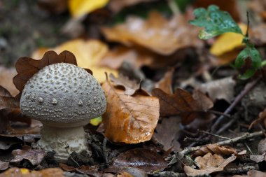 Gri Benekli Amanita (Amanita Excelsa) - yenilebilir