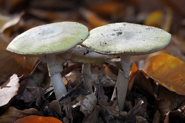 Ölüm Meleği (Amanita phalloides) - Ölümcül zehirli