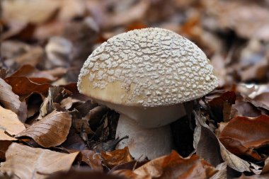 Yüzü kızaran (Amanita rubescens)
