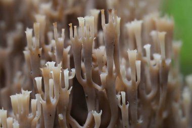 Candelabra Mercanı (Artomyces pyxidatus) - yenilemez