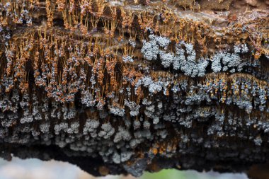 Badhamia urticularis bir balçık mantarıdır (Myxomycet)