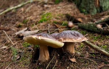 Kral Bolete (Boletus edulis)