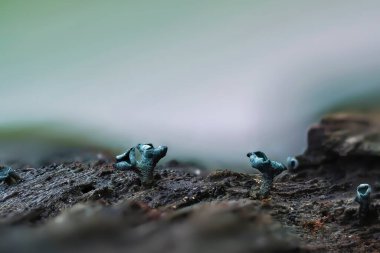 Yeşil Elf Fincanı (klorociboria aeruginosa) odun üzerinde bulunan bir mantardır.