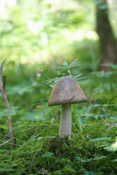 Big Grisette Amanita Ceciliae Съедобный — стоковое фото