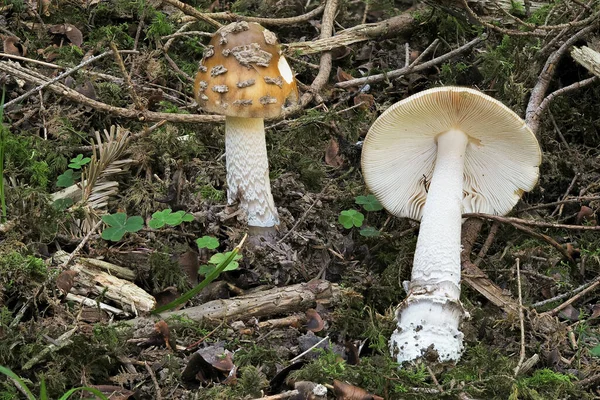 Grande Grisette Amanita Ceciliae Commestibile — Foto Stock