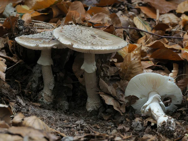 Grey Spotted Amanita Amanita Excelsa Съедобная — стоковое фото