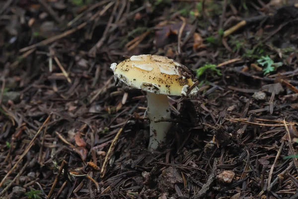 Juvelen Amanita Amanita Gemmata Giftig — Stockfoto