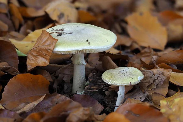 Der Todesengel Amanita Phalloides Tödlich Giftig — Stockfoto