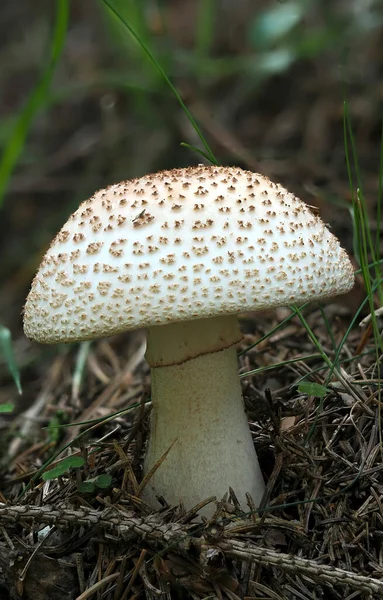 Blusher Amanita Rubescens Съедобный — стоковое фото