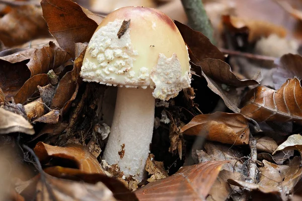 Blusher Amanita Rubescens Съедобный — стоковое фото