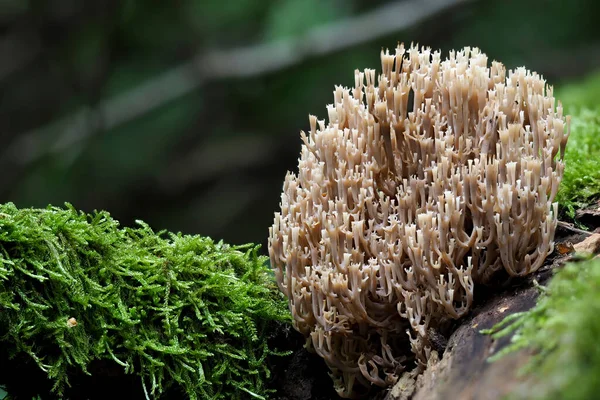 坎德拉布拉珊瑚 Artomyces Pyxidatus 不可食用 — 图库照片