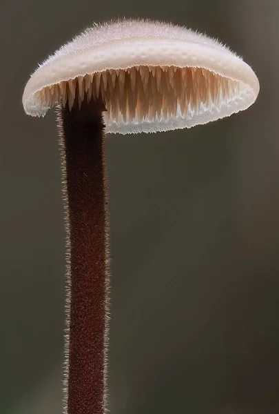 刺槐是一种生长在松果上的蘑菇 — 图库照片