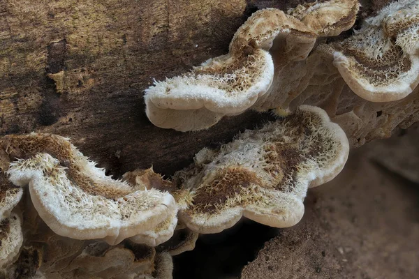 Auricularia Mesenterica Несъедобный Гриб Растущий Гниющей Древесине — стоковое фото