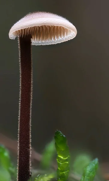 アウリスカルピウム ヴァルガレ Auriscalpium Vargare は松の実に成長するキノコ — ストック写真