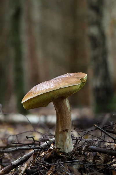 Король Болет Boletus Edulis — стоковое фото