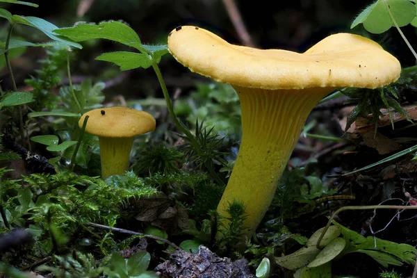 Chanterelle Cantharellus Cibarius Съедобный Гриб — стоковое фото