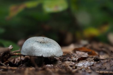 Aniseed Toadstool (Clitocybe odora)