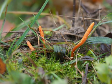 Kızıl Tırtıl Kulübü (Cordyceps militaris) - yenilebilir