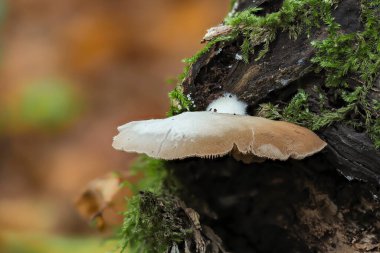 Düz Crep (Crepidotus applanatus))