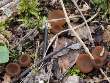 Anemone Kupası (Dumontina tuberosa) - yenilemez