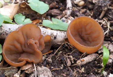 Anemone Kupası (Dumontina tuberosa) - yenilemez