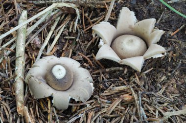 Sessile Earthstar (Geastrum fimbriatum)