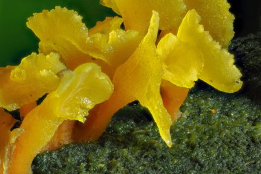 Guepiniopsis Buccina çürüyen bir mantar türüdür.