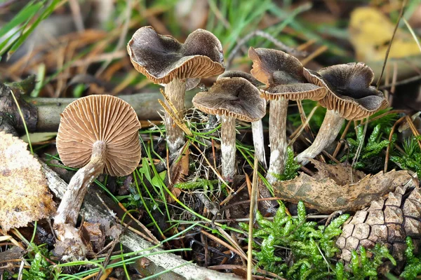 Webcap Cortinarius Niejadalny Trujący — Zdjęcie stockowe