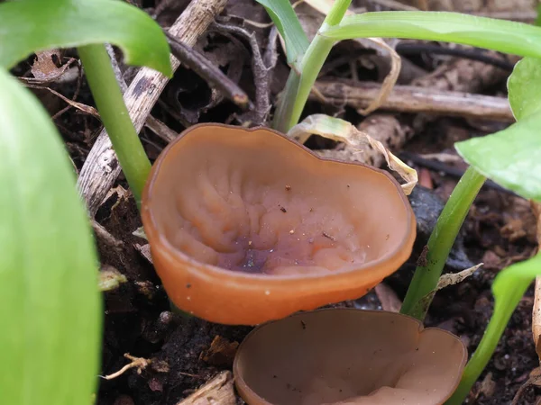 Anemonekoppen Dumontina Tuberosa Oätlig — Stockfoto