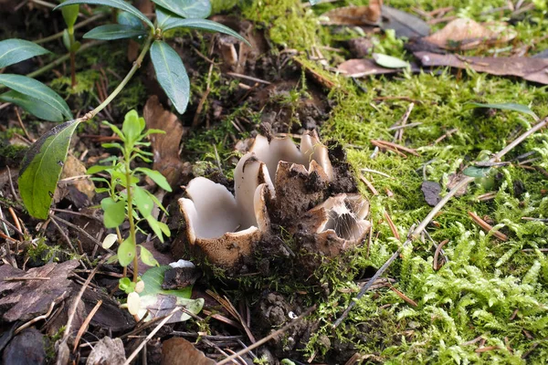 Cedar Cup Geopora Sumneriana — Stock Photo, Image