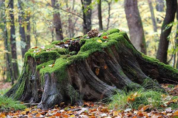 Ormanın Tavuğu Grifola Frondosa — Stok fotoğraf