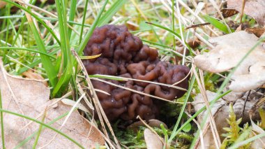 Beefsteak Morel (Gyromitra esculenta) ölümcül zehirli bir mantar türüdür.