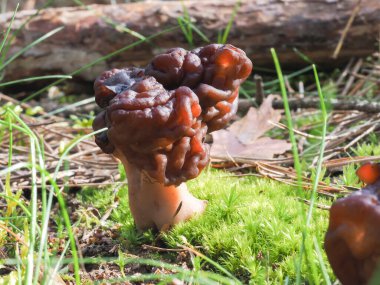Beefsteak Morel (Gyromitra esculenta) ölümcül zehirli bir mantar türüdür.