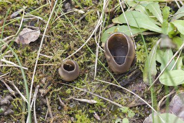 Helvella lökosenası yenmez bir mantardır, istiflenmiş makro fotoğraftır.