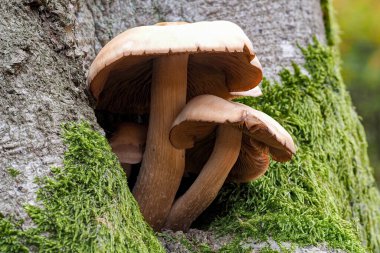 The Chestnut Brittlestem (Homophron spadiceum) is an edible mushroom , stacked macro photo clipart