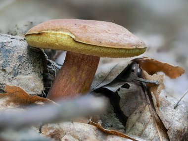 Ruby Bolete (Hortiboletus rubellus), yenebilir bir mantar türüdür.