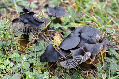Blackening Waxcap (Hygrocybe conica), yenmez bir mantar türüdür.
