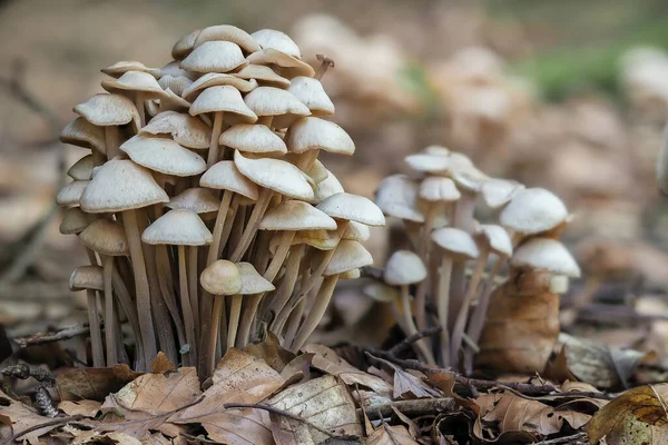 Clustered Toughshank Gymnopus Confluens Edible Mushroom Stacked Macro Photo — стоковое фото